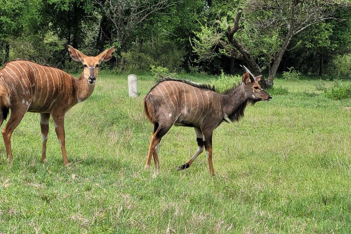 Leeupoort: Secure, Scenic, and Serene - 400m2 stand Awaits - Photo 4