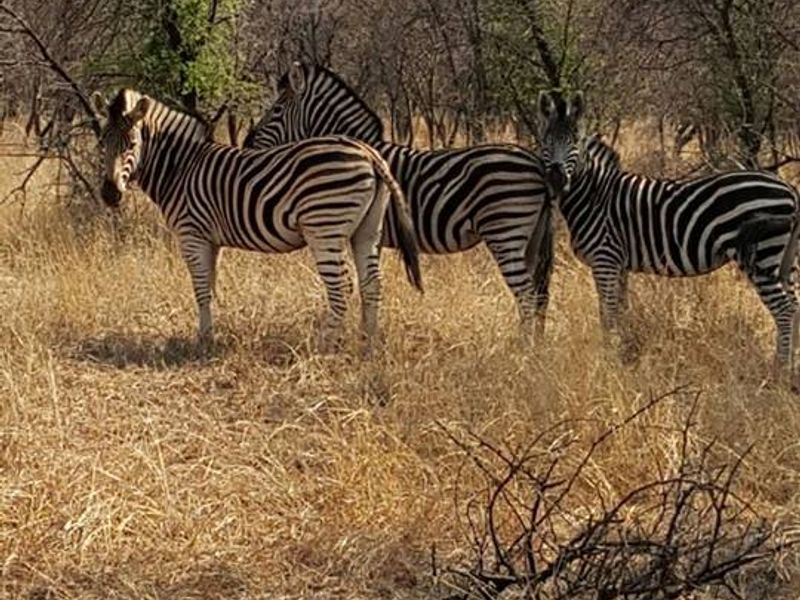 STUNNING 340-HECTARE GAME AND CATTLE FARM FOR SALE – JUST 8 KM FROM NABOOMSPRUIT - Photo 5