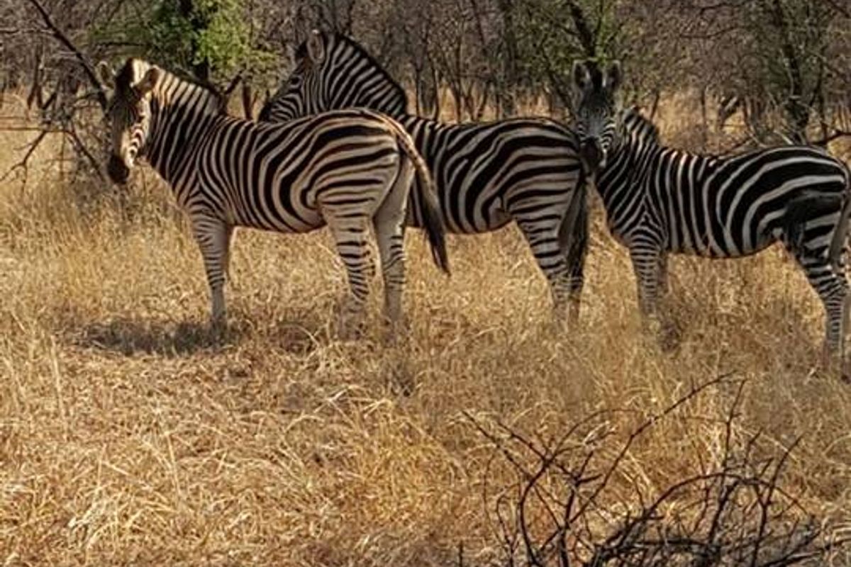 STUNNING 340-HECTARE GAME AND CATTLE FARM FOR SALE – JUST 8 KM FROM NABOOMSPRUIT - Photo 5