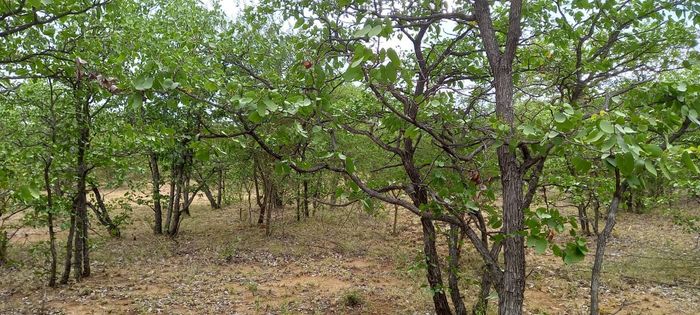 Property #2563914, Vacant Land Residential For Sale in Musina Central