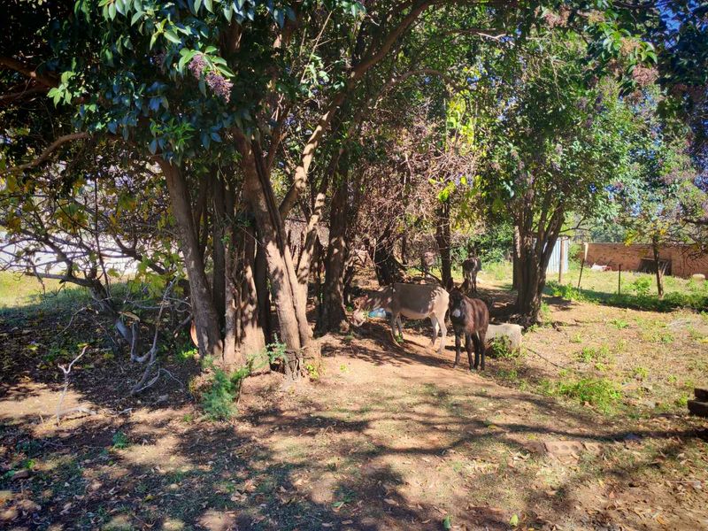 Prime Farm with River & Pool – Ideal for Development or Trucking - Photo 9