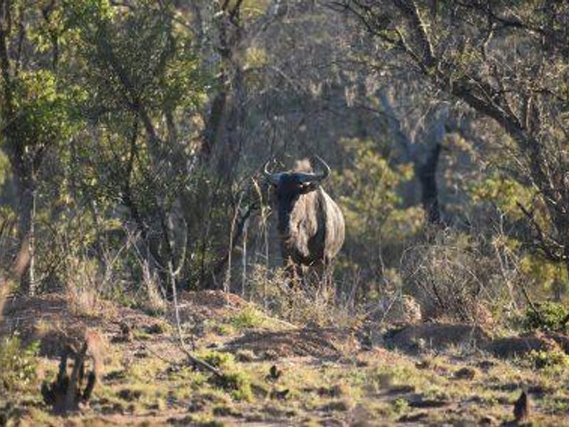 MODJAJI AT MABULA!  BIG FIVE COUNTRY! - Photo 10