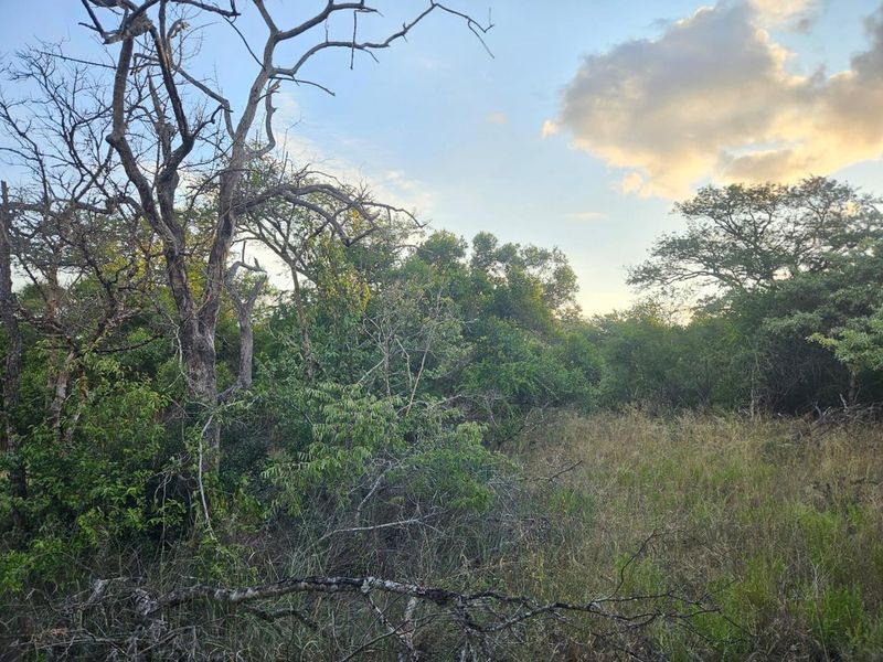 Vacant Land in MODITLO NATURE RESERVE - Photo 7