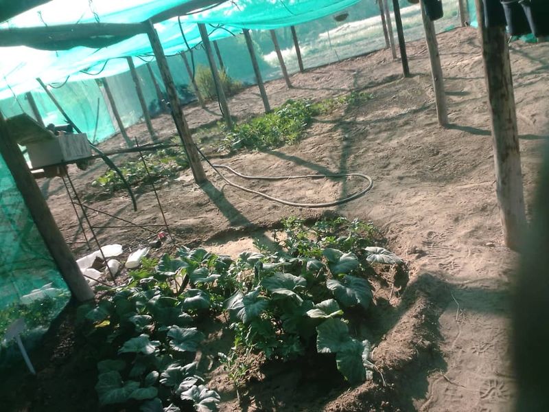 Plot with fruit trees for sale - Usakos - Photo 7