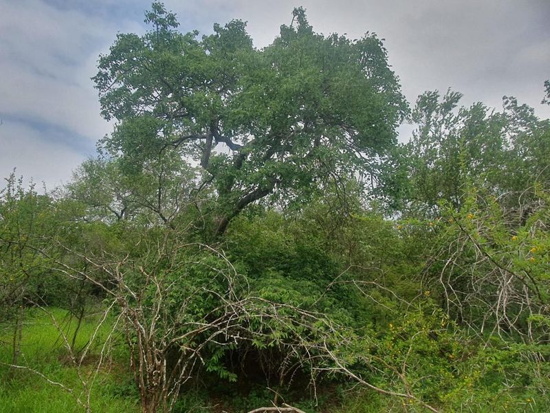 Vacant plot for sale in the most sought-after Hoedspruit Wildlife Estate - Photo 7