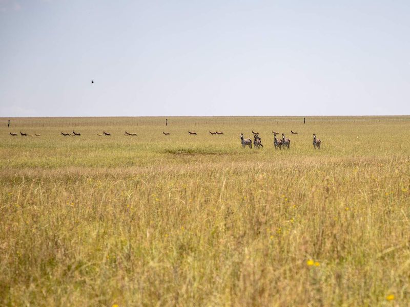 1,229.6705-Hectare Wildlife Farm for Sale as a Going Concern – Including All Game-with accommodation, restaurant, bar, arable land, and grazing land - Photo 3