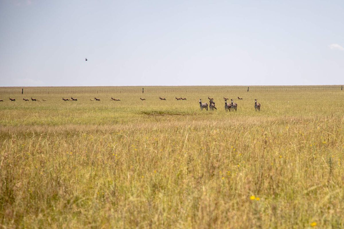 1,229.6705-Hectare Wildlife Farm for Sale as a Going Concern – Including All Game-with accommodation, restaurant, bar, arable land, and grazing land - Photo 3