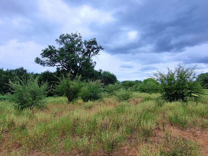 A view of the vacant residential land featuring natural vegetation and mature trees under a cloudy sky.