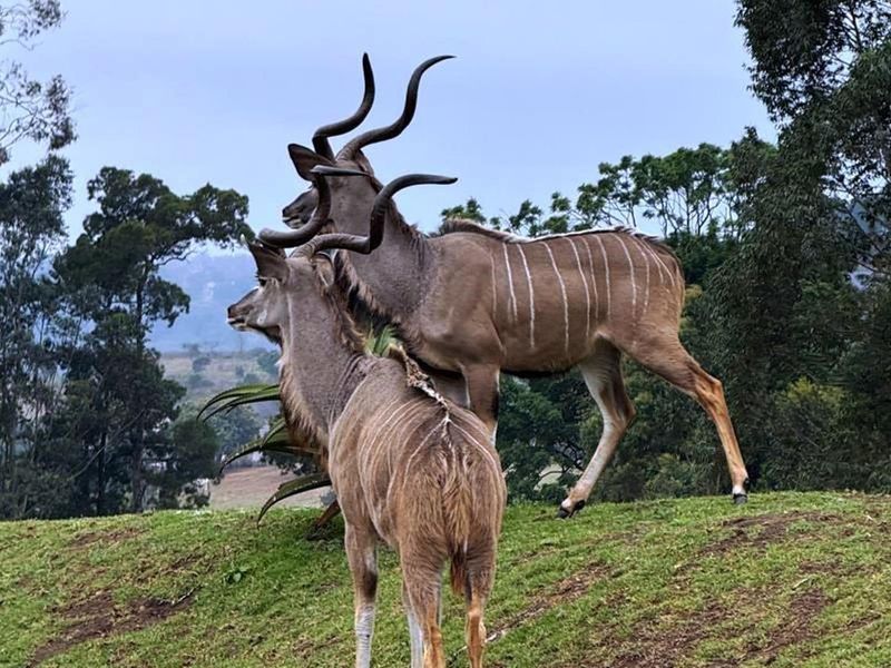 Magnificent 5-Bedroom Thatched Villa in Phezulu Safari Estate - Photo 9