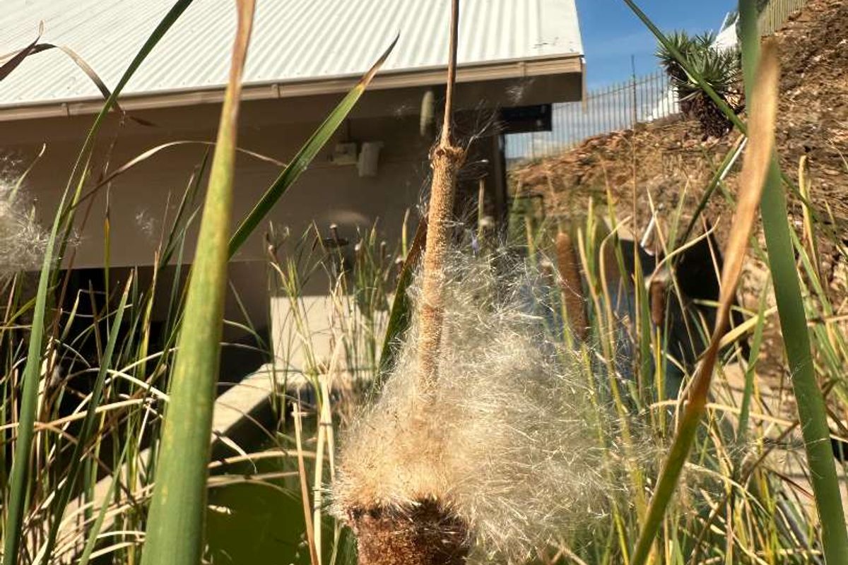 A view of the property exterior featuring a pond with reeds in the foreground and a building with a corrugated metal roof.