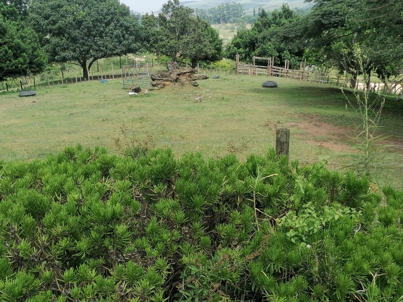 The Crown Jewel - Photo 3