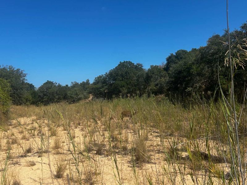 Prime vacant River Stand in Moditlo Nature Reserve - Photo 4