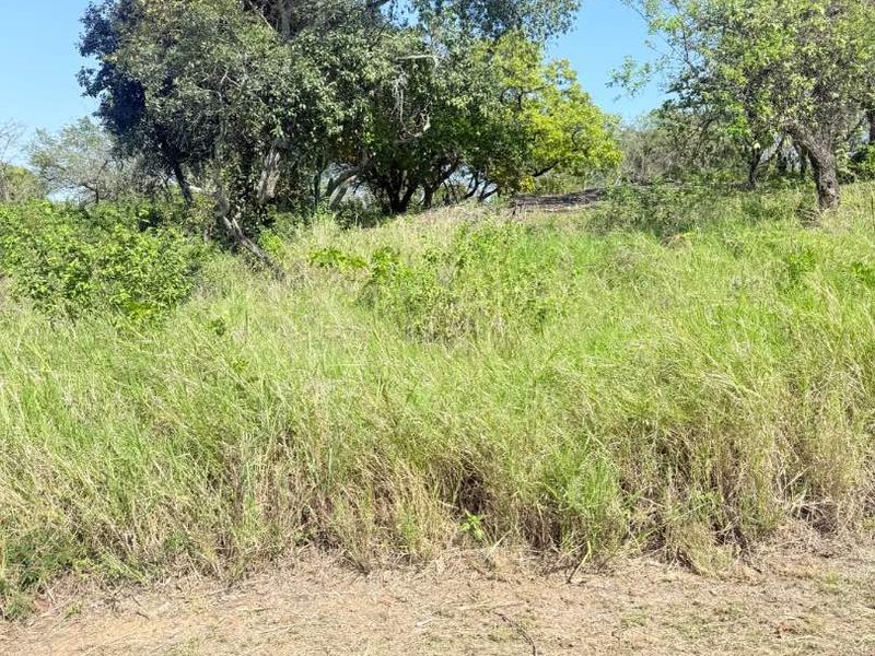 A view of the vacant residential land featuring natural grass cover and established mature trees.