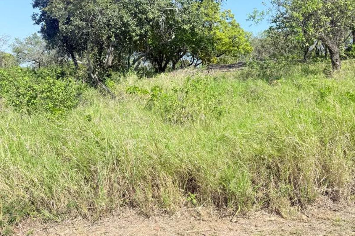 A view of the vacant residential land featuring natural grass cover and established mature trees.