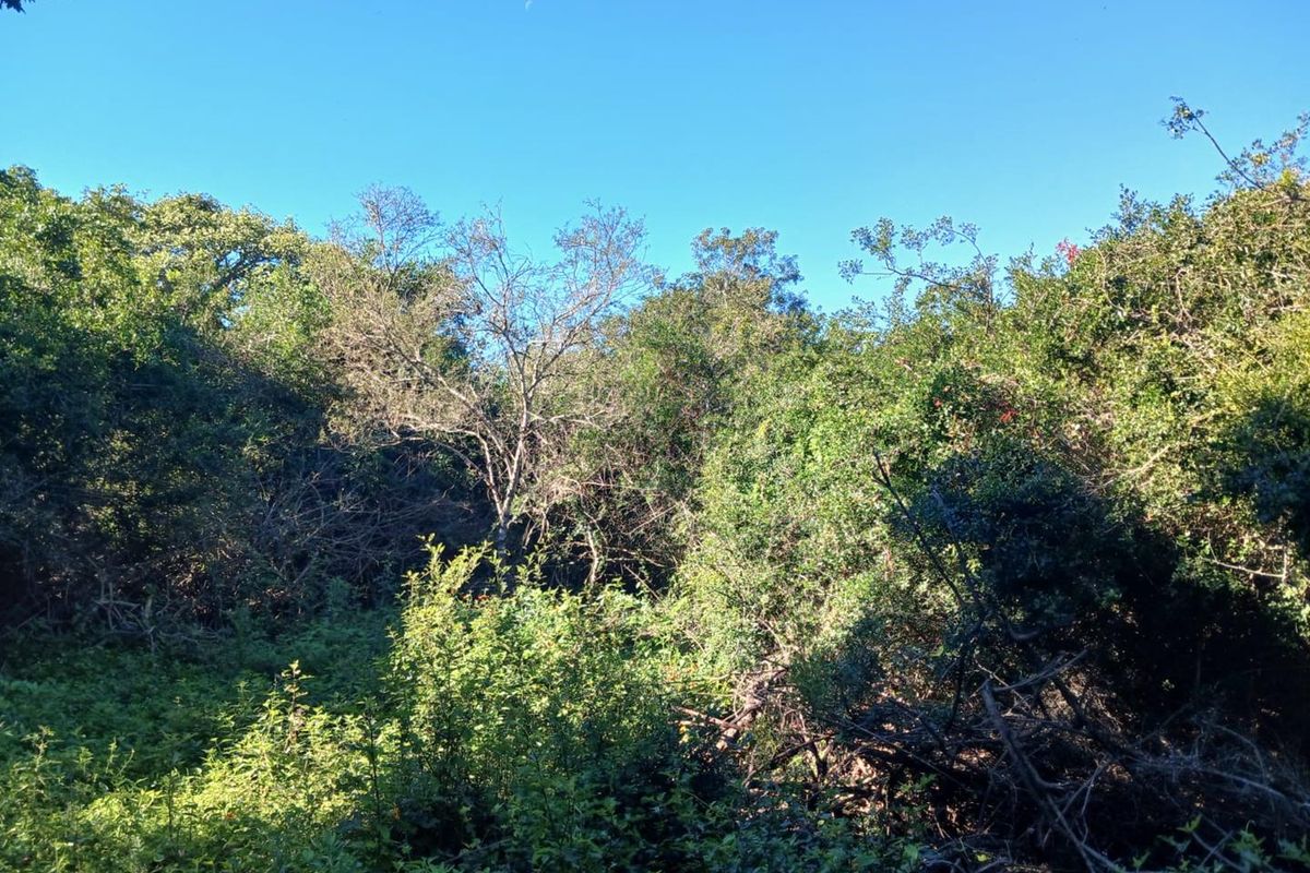 A view of a densely vegetated plot of land featuring mature trees and natural shrubbery.