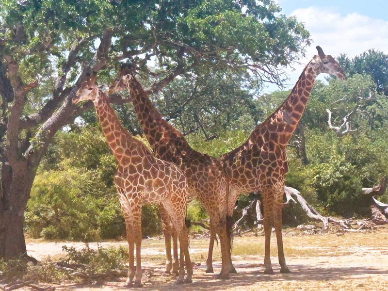 MODITLO NATURE RESERVE - Vacant land for sale! - Photo 6