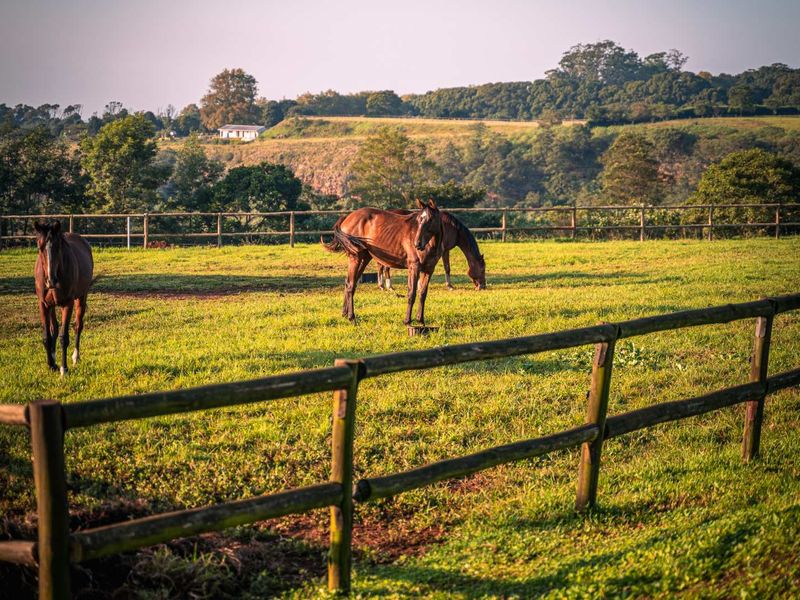 Spacious Modern Country Living in the Heart of KZN - Photo 7