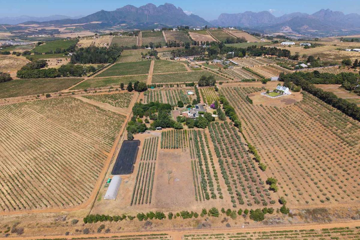 Life-style Olive Farm With Established Operations and Quality Infrastructure - Photo 2