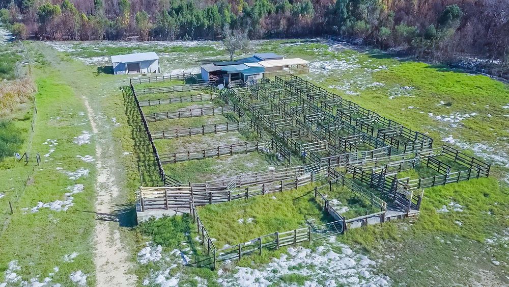 Animal auction section