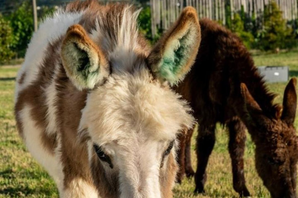 LEO Sky Farm - Photo 5