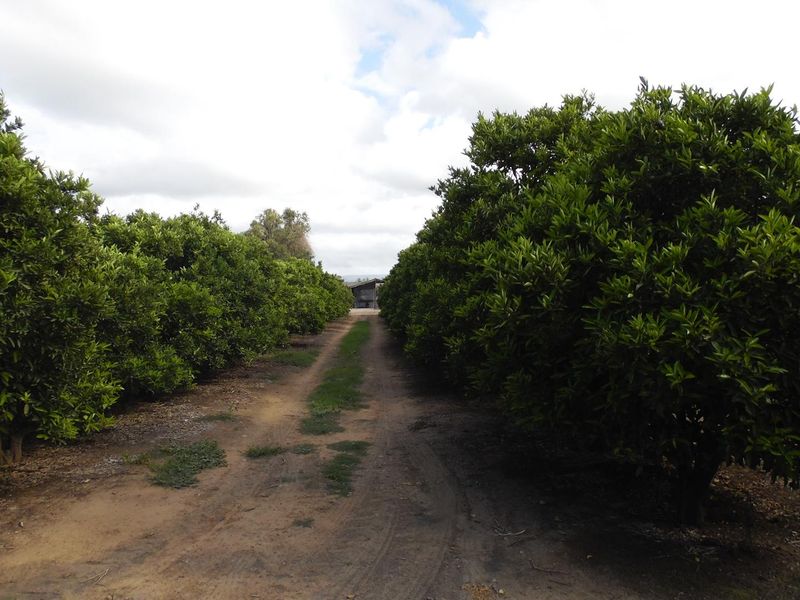 Sunland - 6.99 ha Citrus - Farm for sale - 2 Houses - Photo 2