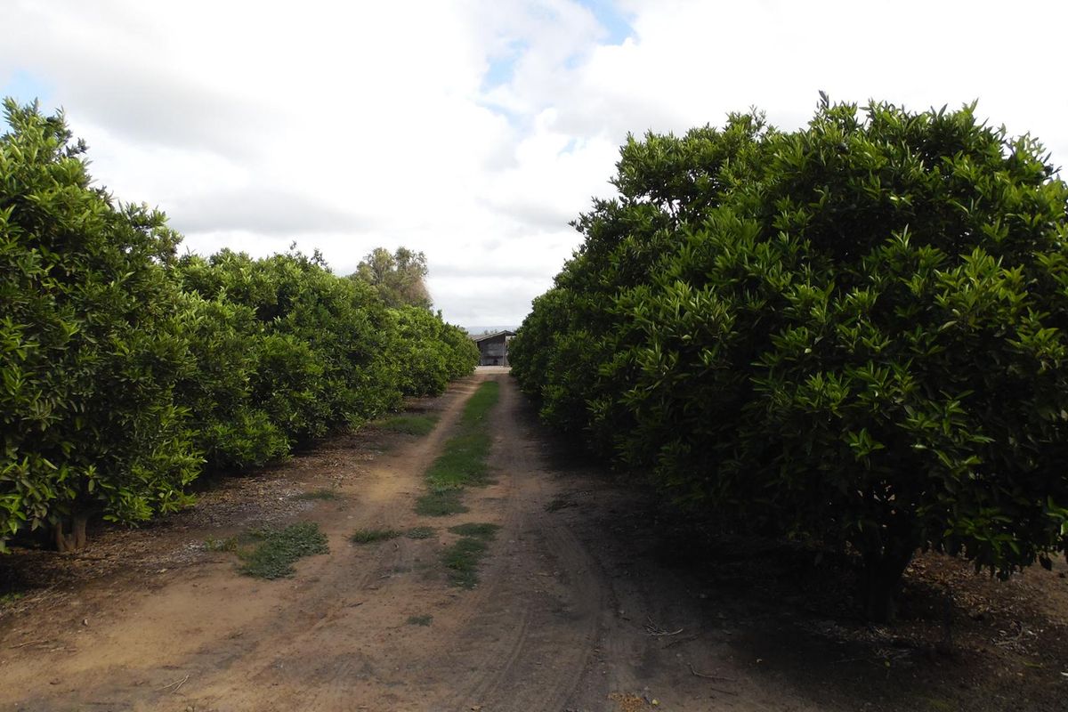 Sunland - 6.99 ha Citrus - Farm for sale - 2 Houses - Photo 2