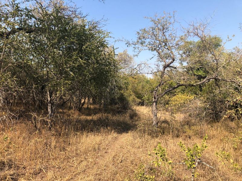 River stand on seasonal river with large indigenous trees. - Photo 8