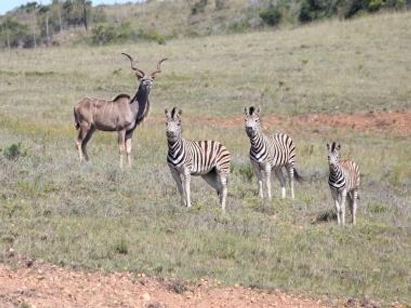 Vacant land in Wildlife Estate - Photo 10