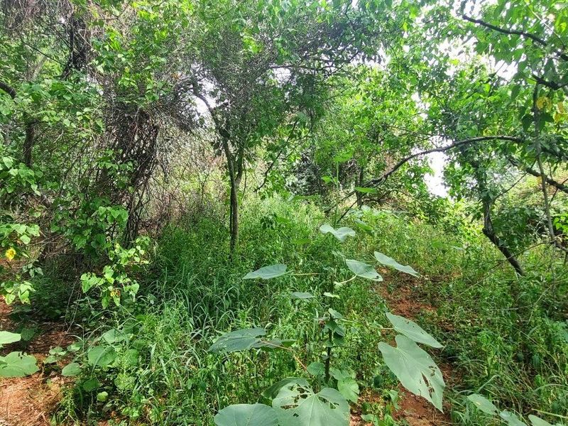 Vacant Stand in Elephant Rock Eco Estate - Photo 8