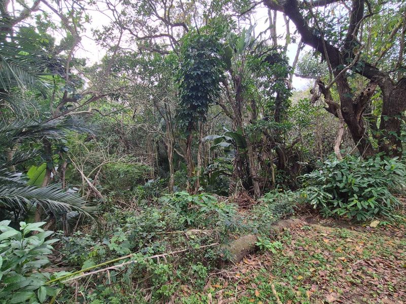 A view of a densely vegetated residential plot featuring mature trees and established natural landscaping.