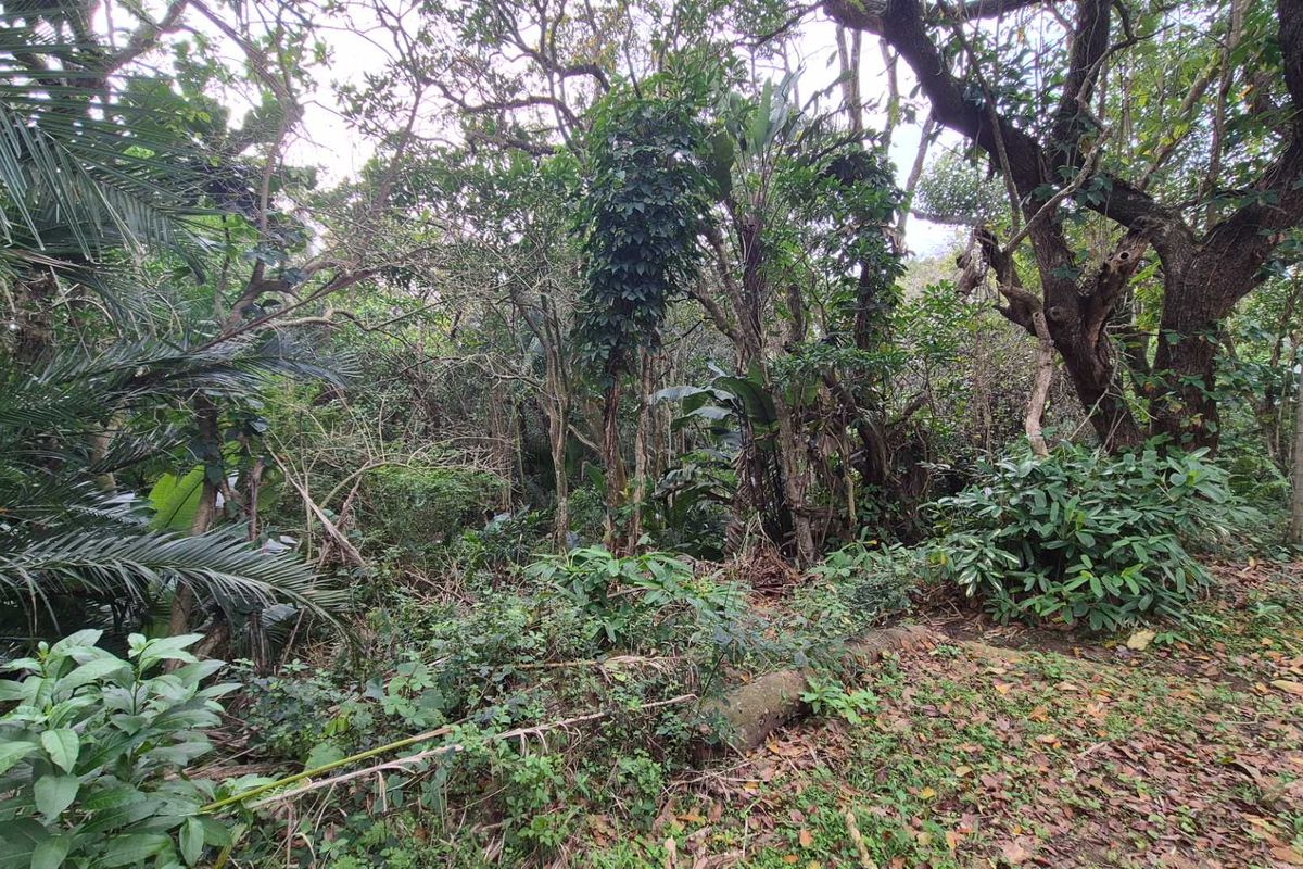 A view of a densely vegetated residential plot featuring mature trees and established natural landscaping.