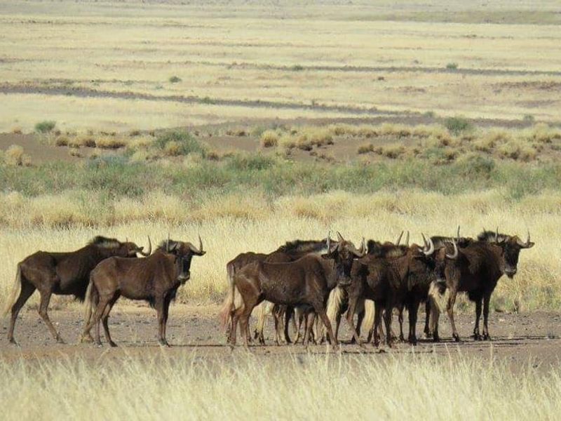 GAME FARM FOR SALE IN NOORDOEWER DISTRICT: - Photo 7