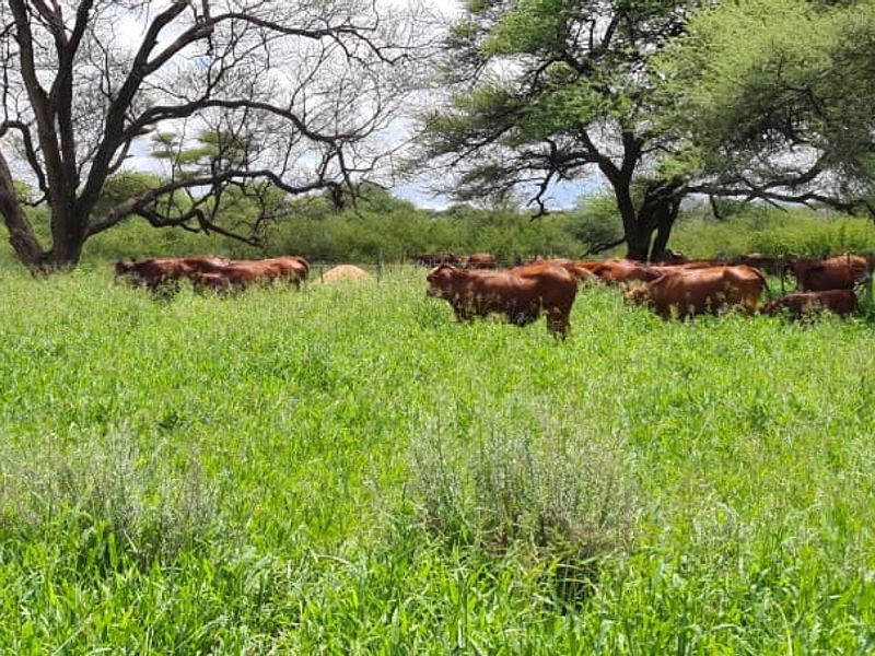 A lush green grazing pasture on a farm, featuring mature trees and perimeter fencing, suitable for livestock management.