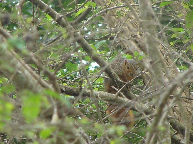 Vacant Land in ST LUCIA - Photo 6