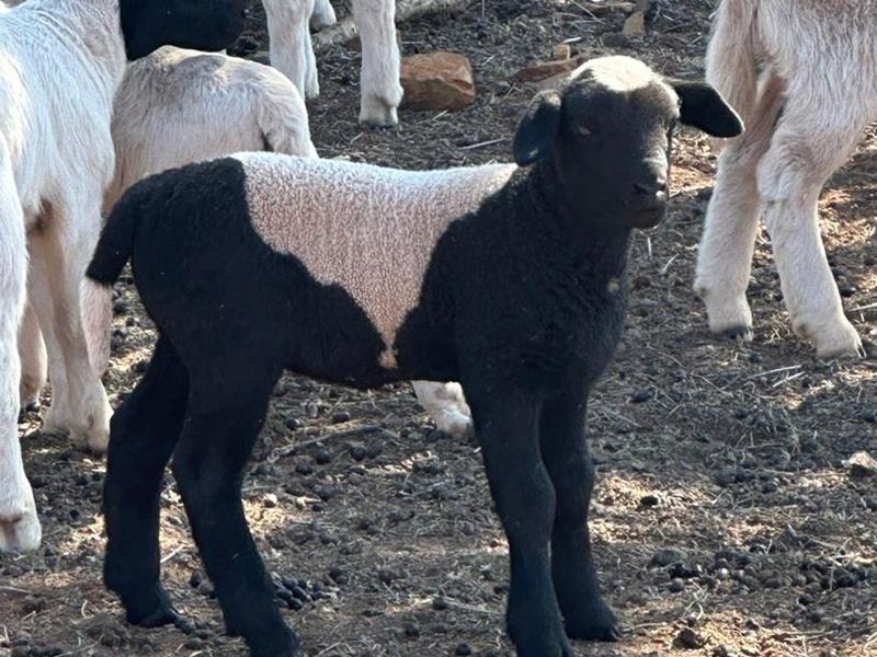 Kalahari LODGE and GAME FARM - Photo 8