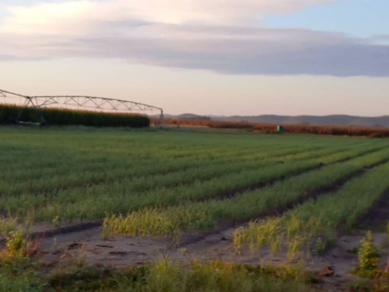 Irrigation Small Holding For Sale in Tsumeb Area - Photo 10