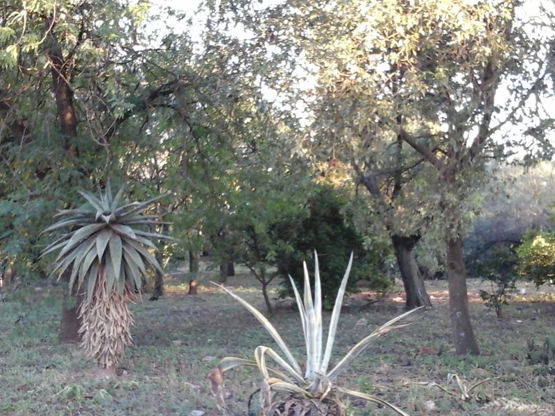 A view of a natural garden area featuring mature trees and various succulent plants on the property grounds.