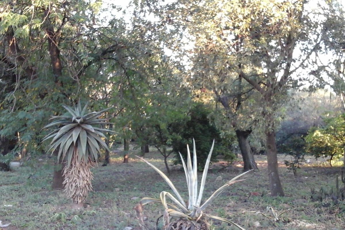 A view of a natural garden area featuring mature trees and various succulent plants on the property grounds.