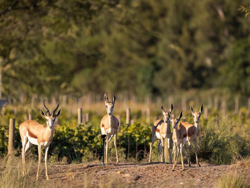 Exceptional East-Facing Stand on Paarl Valleij Lifestyle Estate & Farm with Drakenstein Mountain Views - Photo 7