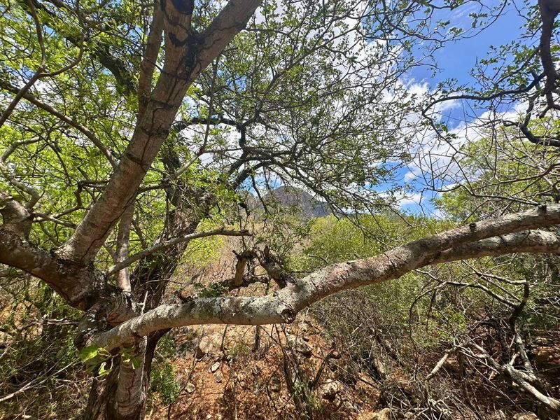 Elevated Stand with Views in Canyon Game Reserve. - Photo 6