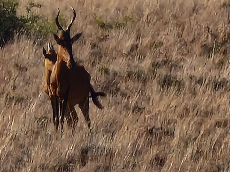 Kalahari LODGE and GAME FARM - Photo 10