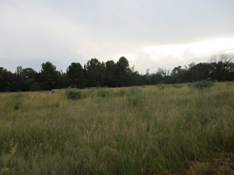 A view of a large, undeveloped residential plot featuring natural grass and mature trees in the background.