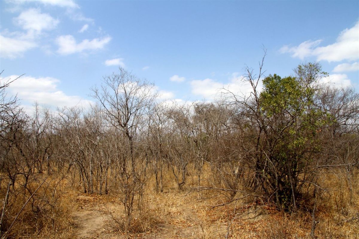 Vacant Land in MODITLO NATURE RESERVE - Photo 3