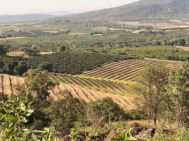 Agricultural Gem: Cleared Land & Established Orchards! - Photo 5