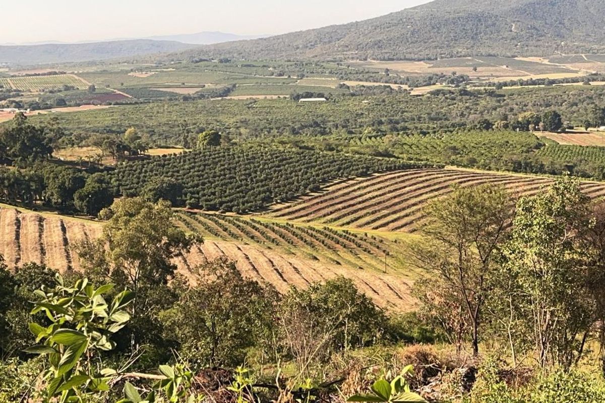 Agricultural Gem: Cleared Land & Established Orchards! - Photo 5