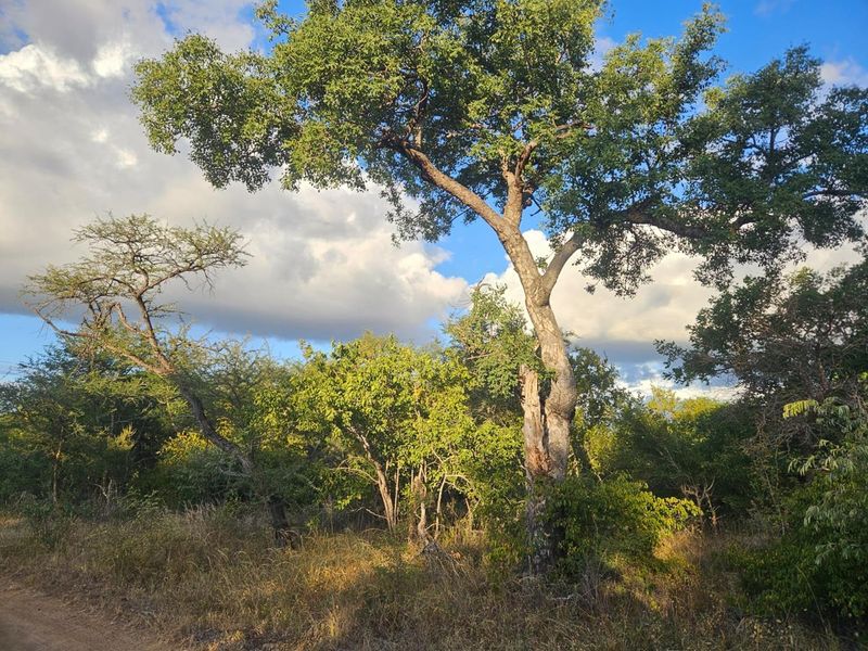Vacant Land in MODITLO NATURE RESERVE - Photo 2