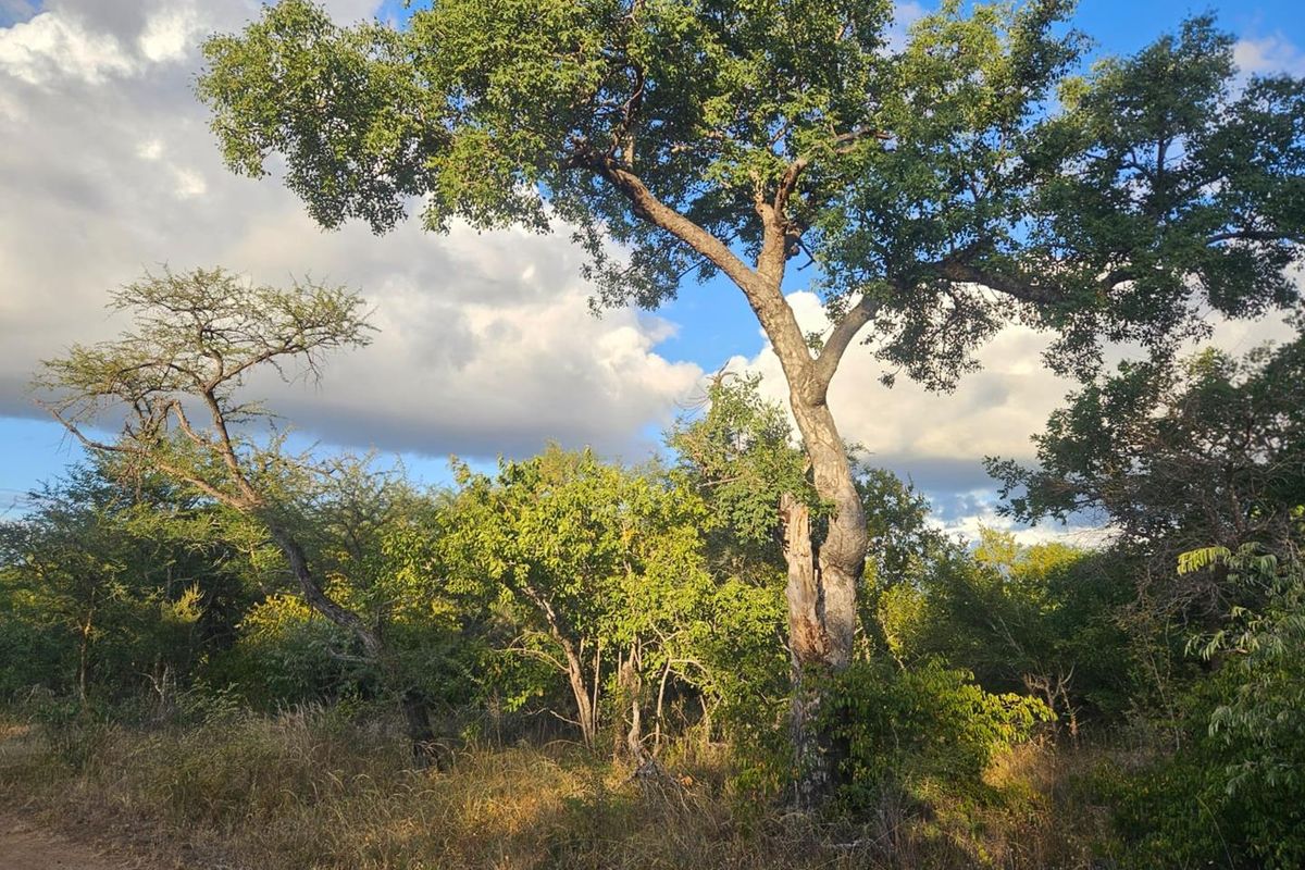 Vacant Land in MODITLO NATURE RESERVE - Photo 2