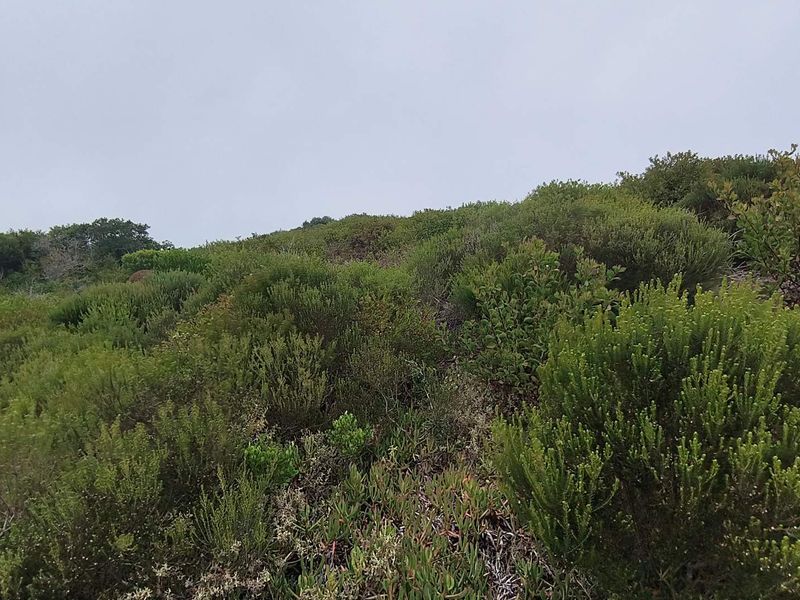 Exclusive Oppertunity - 1813m2 Vacant Land in Paradise Coast Eco Estate - Photo 7