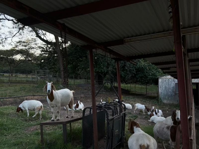 Rare 51ha Farm Jewel: A Versatile Opportunity with Prime Main Road Frontage - Photo 7