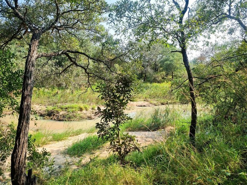 1.9-hectare riverfront stand for sale in Moditlo Wildlife Estate - Photo 3